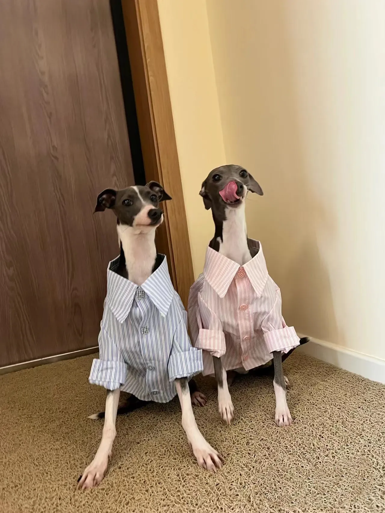 Italian greyhound puppy clothes hotsell