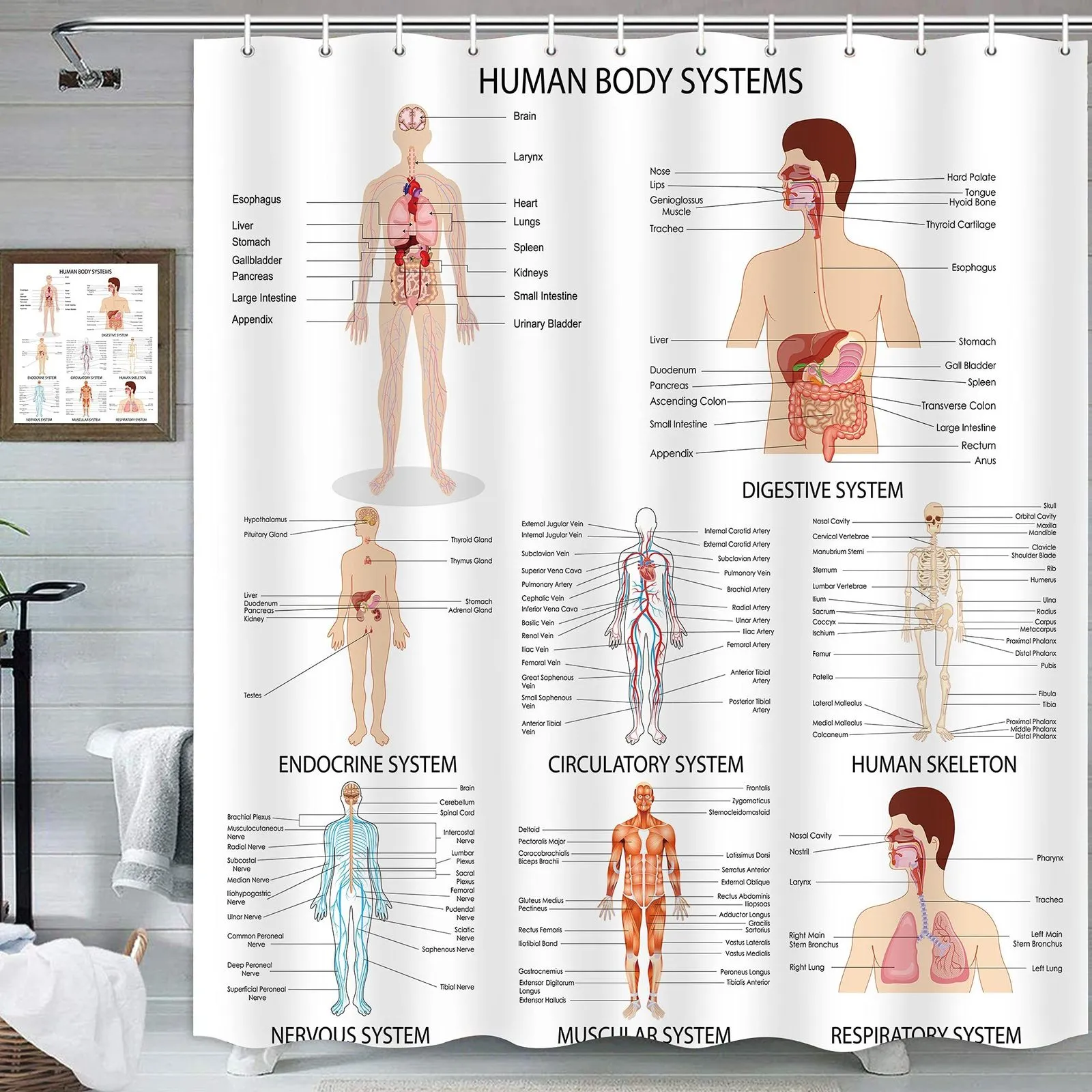 Rideaux de douche corps humain rideau de douche Illustration salle de bain décor Science anatomie humaine rideaux de douche squelette crâne tissu salle de bain ensemble 230523