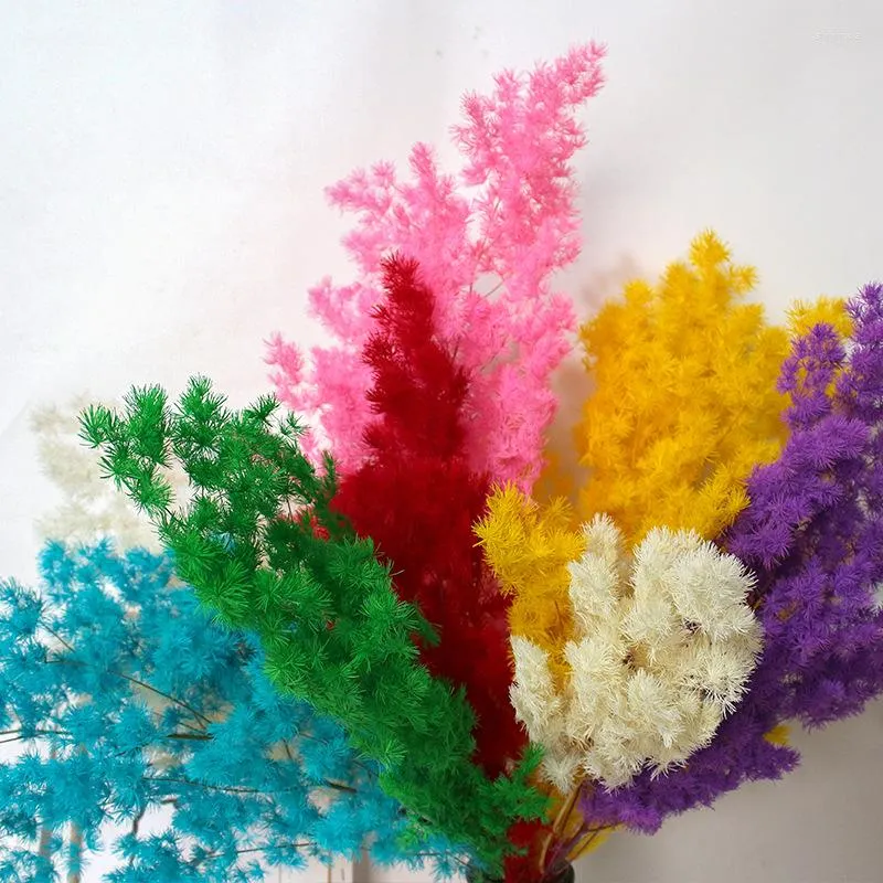 Flores decorativas 100g Flor seca de alta qualidade Penglai Song Diy Bouquet Acessórios para casa