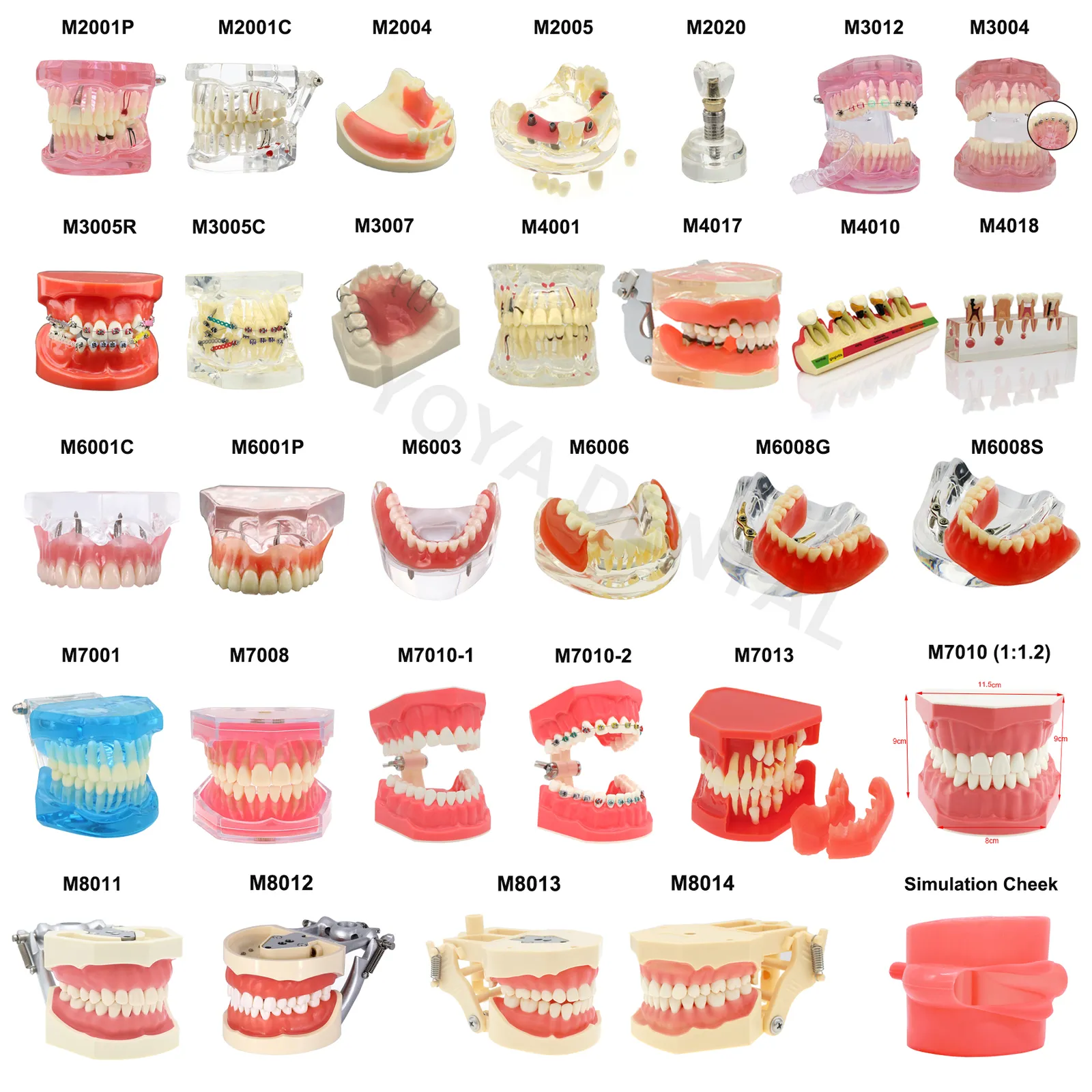 Other Oral Hygiene Multiple Types Dental Model Teeth Dental Teaching Models Study Orthodontic Removable Teeth Implant Models Dentist Material 230524