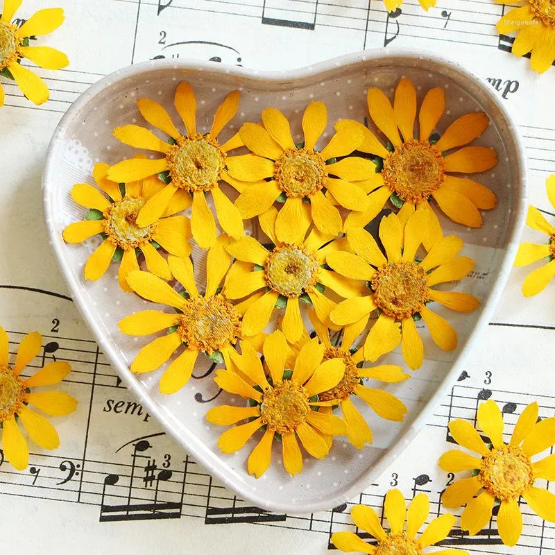 Dekorativa blommor smör daisy 120 st original gul färg pressad blomma för diy student handarbete material gratis sändning