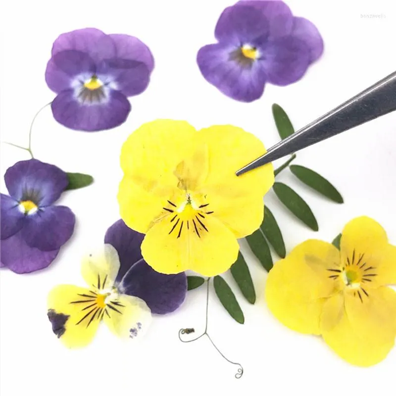 Decorative Flowers 2023 Shiny Yellow Pansy Dried Press Specimens For Kids Handmade Class 120 Pcs