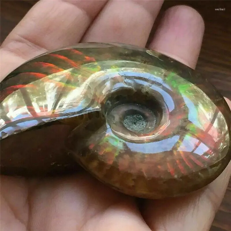 Garden Decorations Kft Natural Crystal Iridescent Ammonite Ammolite Facet Specimen Spotted Sea Snail Conch Room Office Craft Decor Diy