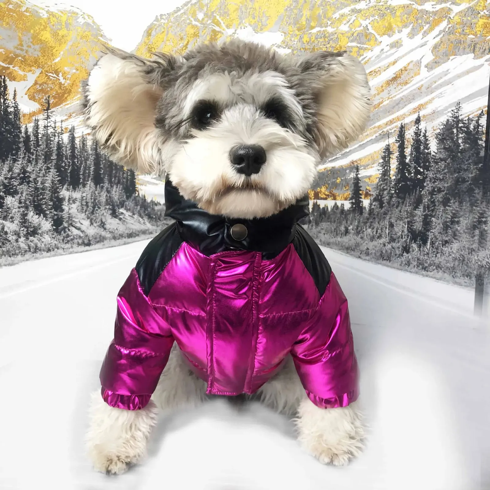 Vêtements de chien concepteur de luxe pour animaux de compagnie vêtements pour chiens en bas de veste hiver