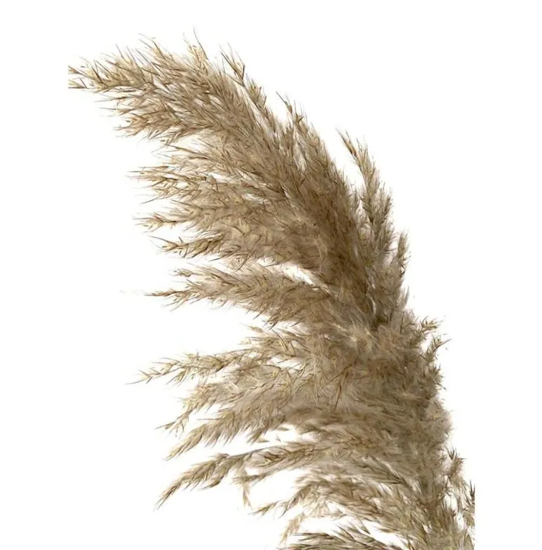 Light color wedding flowers bunch natural dried pampas grass flower beautiful reed christmas home decoration phragmites194s1057439