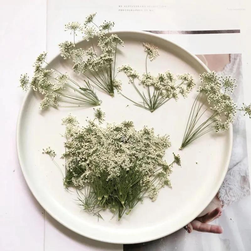 Decoratieve bloemen 100X geperst gedroogde natuurlijke witte meerkoppige Ammi Majus bloem plant herbarium voor sieraden ansichtkaart uitnodigingskaart