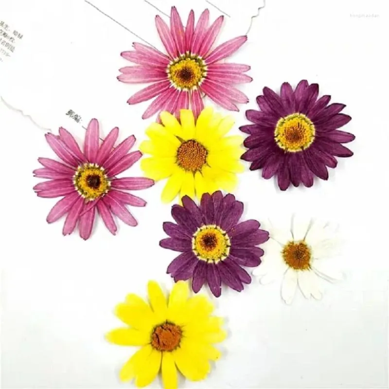 Decorative Flowers 60pcs Pressed Dried Pericallis Hybrida Flower Plants Herbarium For Epoxy Resin Jewelry Making Face Makeup Nail Art Craft