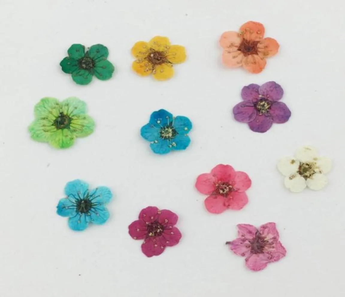 100 Stück gepresste getrocknete Pflaumenblüten-Blumen-Pflanzen-Herbarbelege für Times Gems Schmuck Anhänger Ringe Ohrringe Blumenherstellung Zubehör4328673