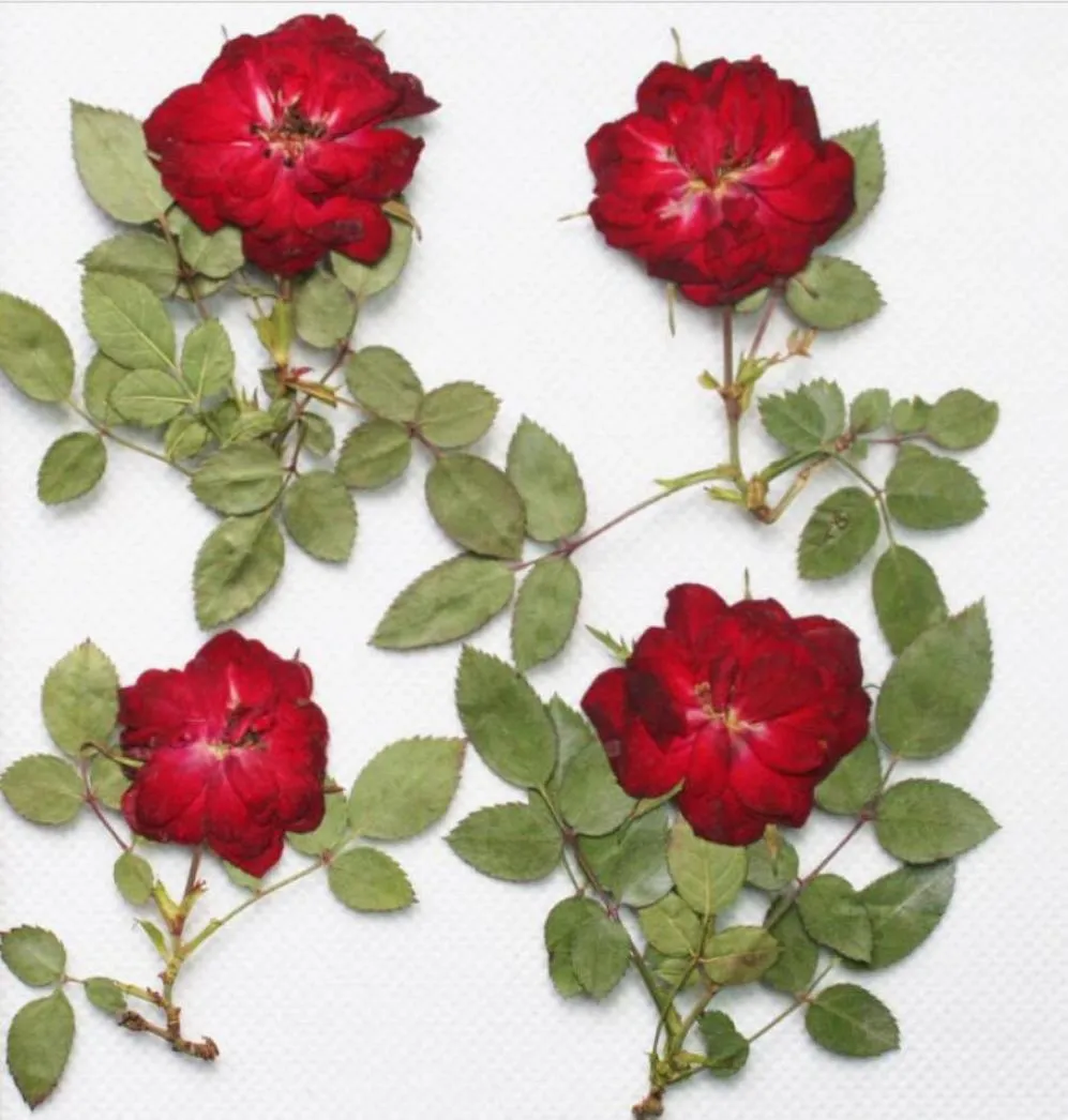 250 peças flor de rosa seca prensada vermelha com folha de ramo para resina epóxi pingente colar jóias fazendo artesanato acessórios diy2420377