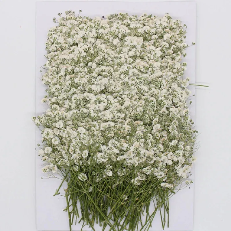 Decorative Flowers Wreaths 120 Pcs Natural Gypsophila Dried Flowers Small Flowers Bouquet Dry Flowers Press Mini Decorative Pography Background Decor 231214