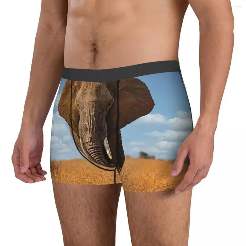 Underpants African Elephant In Kruger National Park Men Boxer