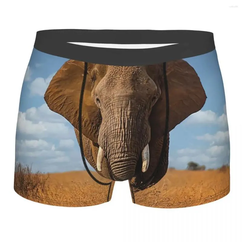 Underpants African Elephant In Kruger National Park Men Boxer Briefs  Breathable Funny Underwear Print Shorts Birthday Gifts From 9,42 €