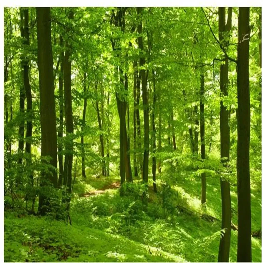 Belle forêt verte bois lumière du soleil photos fenêtre murale papier peint247R