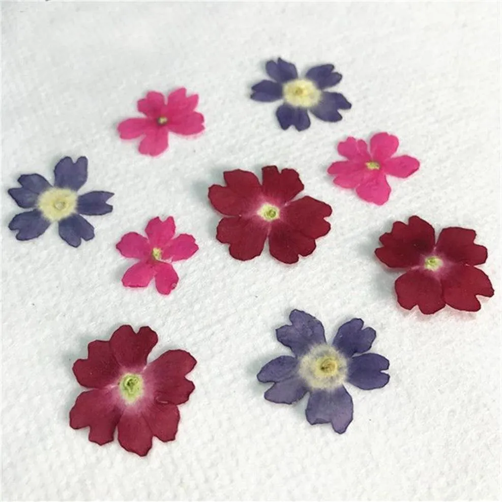 Original Color Verbena 2020 Handmade floral pressed flower for specimen whole shipment 120 pcs Y1128292i