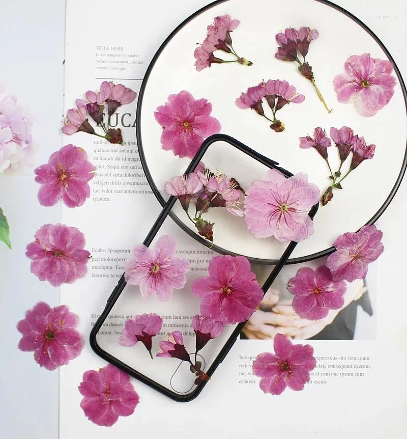 Dekoratif Çiçekler 120pcs Preslenmiş Kurutulmuş Malus Spectabilis Çiçek Kök Herbaryum Epoksi Mücevher Kart Bookmark Frame Fone Case Yüz Makyajı