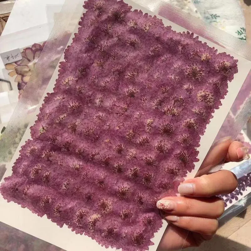 Flores decorativas 250pcs prensado seco 2-3cm Purple Daisy Flower Plant Herbarium for Jewelry Bookmark Postal Case Po Frame fazer