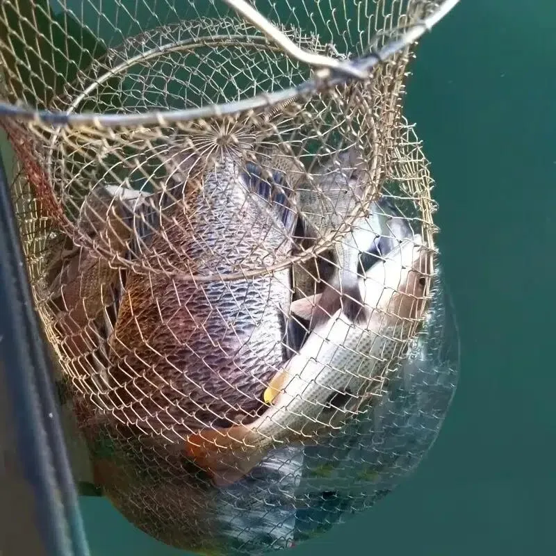 Foldable Metal Fish Net Fishing Basket Portable Fishing Cage