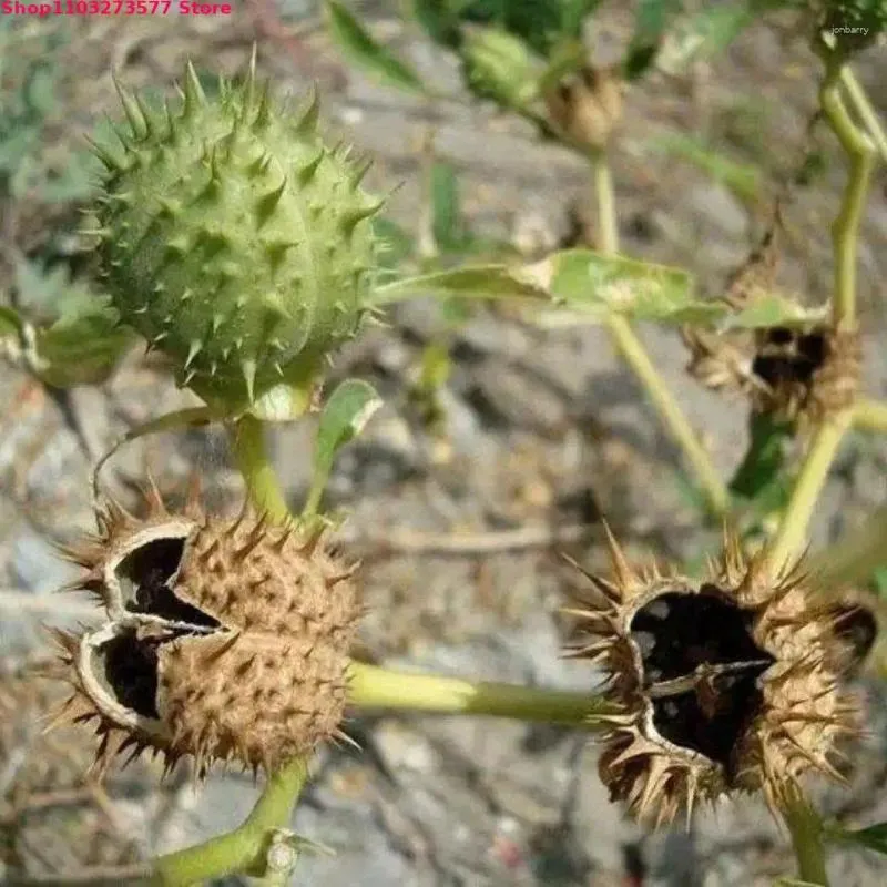 Decorative Flowers High Quality Bulk Natural Datura Dried Fragrant