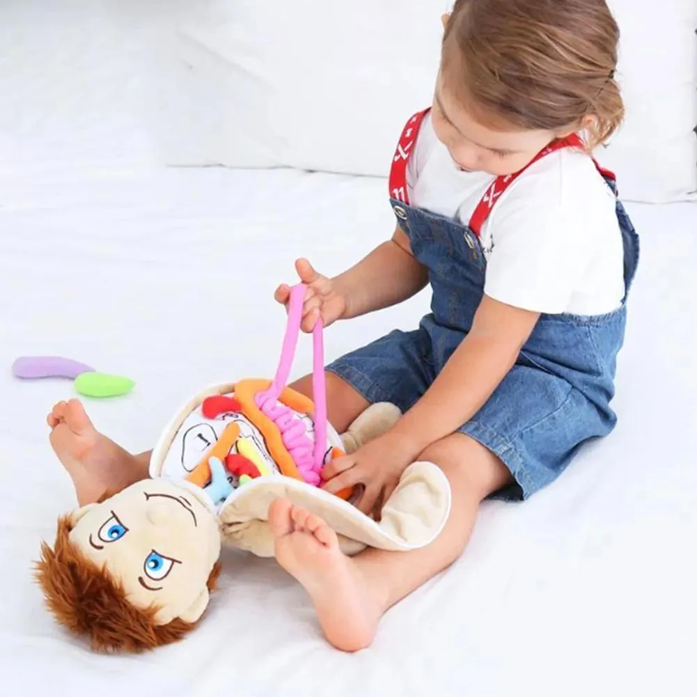 Ontdekking Wetenschap Ontdekking Lichaamsorgaanbewustzijn voor kinderen Leermiddelen Leerpakketten Menselijke anatomie Speelgoed Voorschoolse educatief knuffels 230608