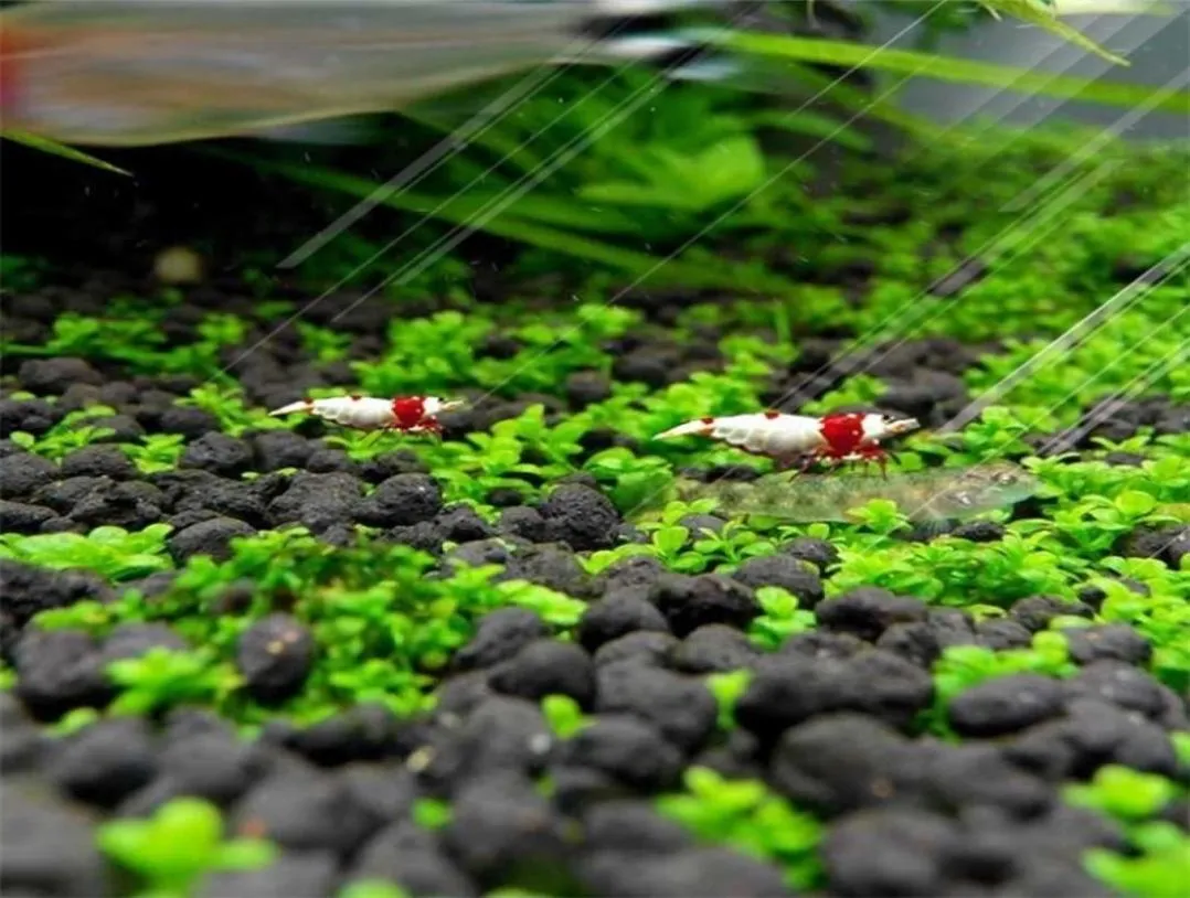 装飾水植物根肥料肥料肥料水族館水族館土壌石基板土壌土壌水6664265