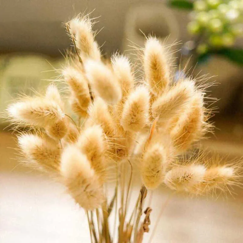 Dried Flowers 60pcs Bunny Grass Natural Rabbit Bouquet for Wedding Party Decortaion Strawberry Home Decor