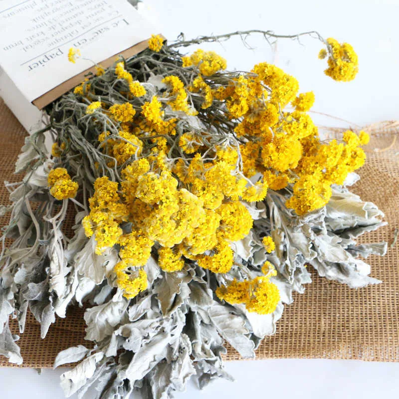 ドライフラワーズ10pcs天然銀葉chrysanthemumウェディングブーケDiy素材装飾ホームパーティーテーブル装飾アレンジ
