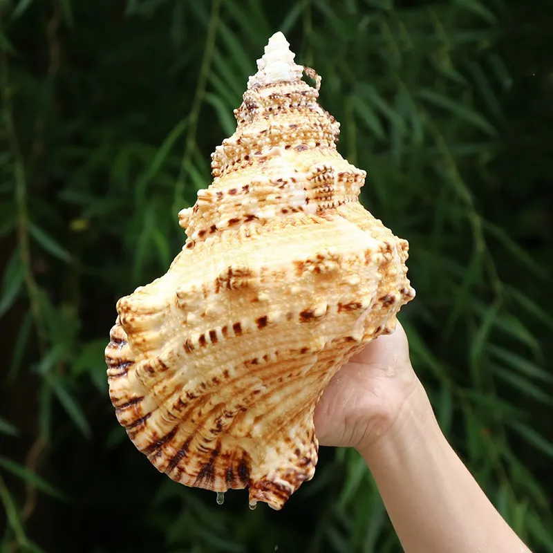 Large Natural Sea Shells Perfect For Beach, Fishing, And Home Decor From  Kai09, $10.67