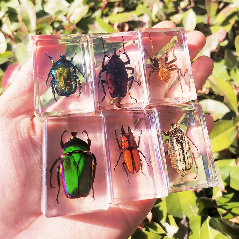 Spécimens Réels De Coléoptères En Résine - Presse-Papiers Insectes Pour Collection Ou Déco