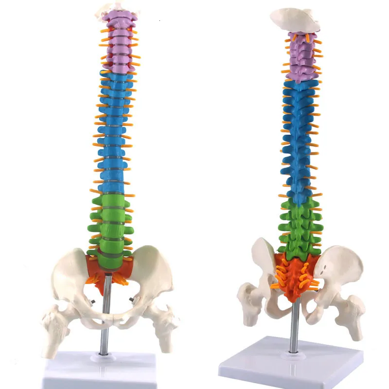 Altro Materiale scolastico per ufficio 45 cm Colonna vertebrale umana con anatomia pelvica Modello Scienza Risorse didattiche Goccia 230703