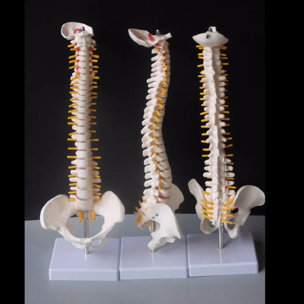 Outros materiais escolares de escritório 45 cm coluna humana com modelo pélvico anatomia anatômica modelo coluna vertebral suporte flexível 230703