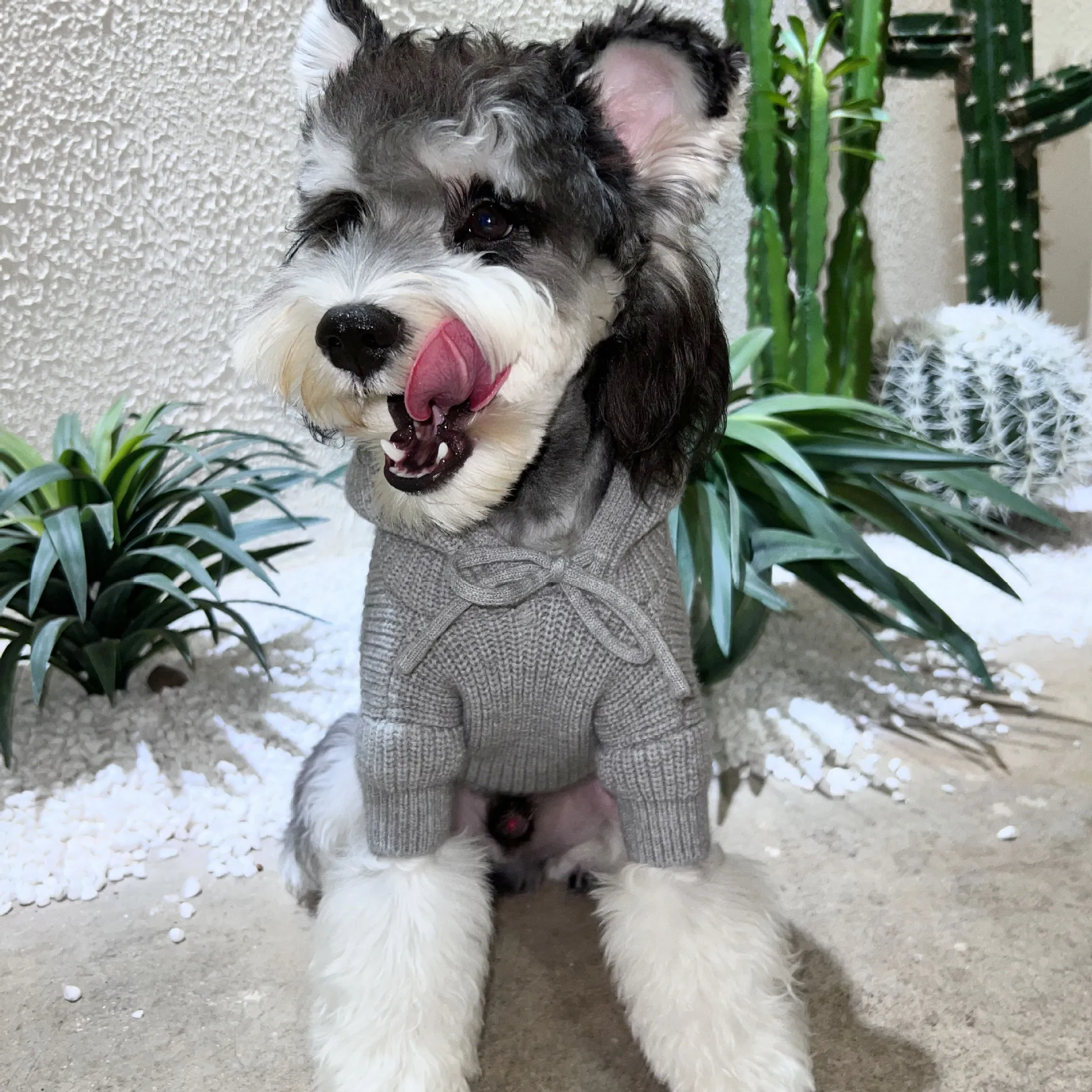 Camisolas de tricô outono inverno roupas macias e confortáveis para animais de estimação roupas de pelúcia schnauzer da pomerânia