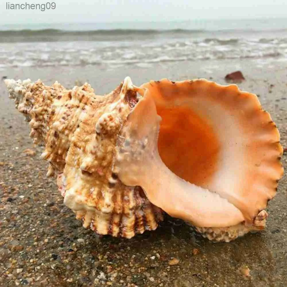 Large Natural Conch Shell for Furnishing, Marine Decoration, Wedding ...