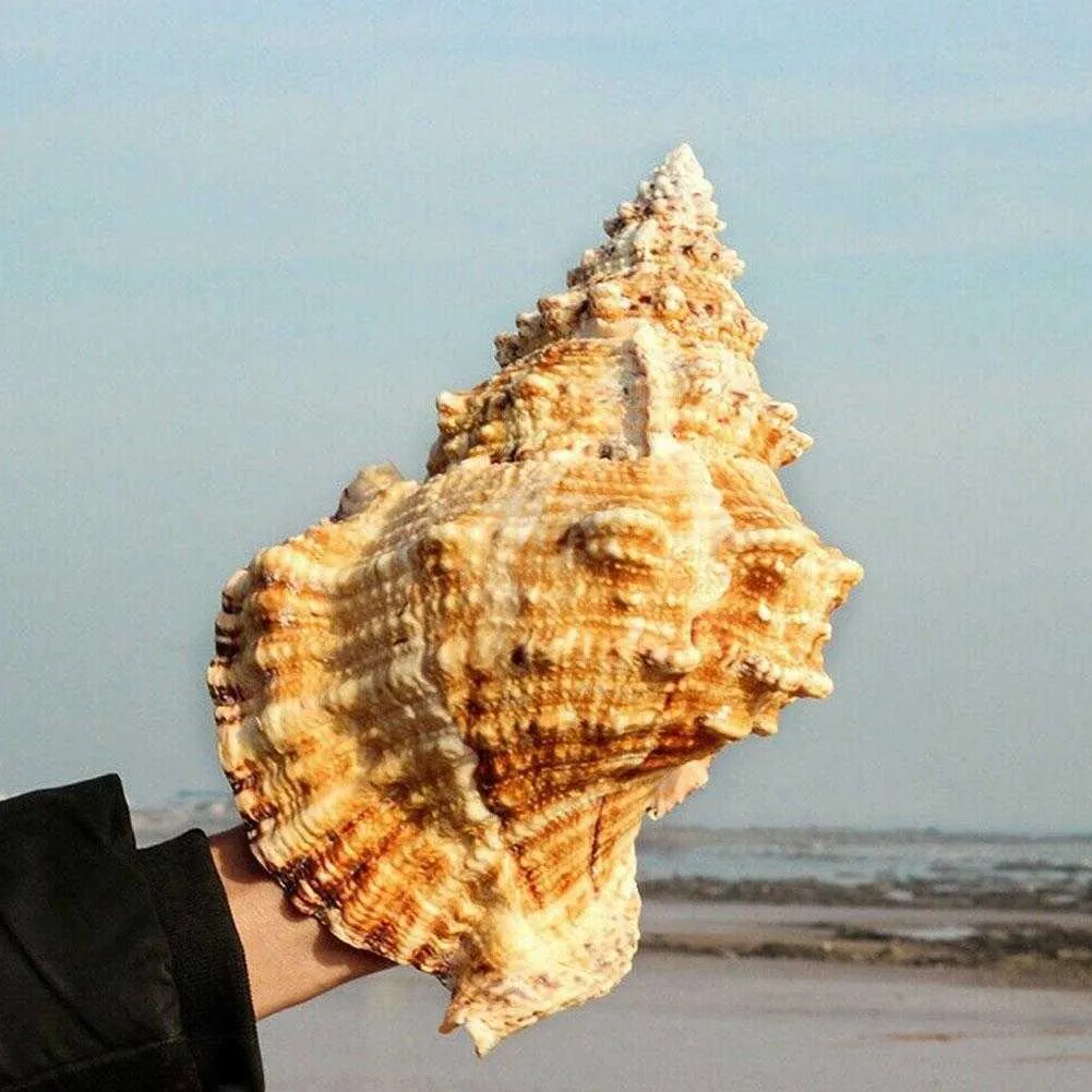 Large Natural Conch Shell for Furnishing, Marine Decoration, Wedding ...