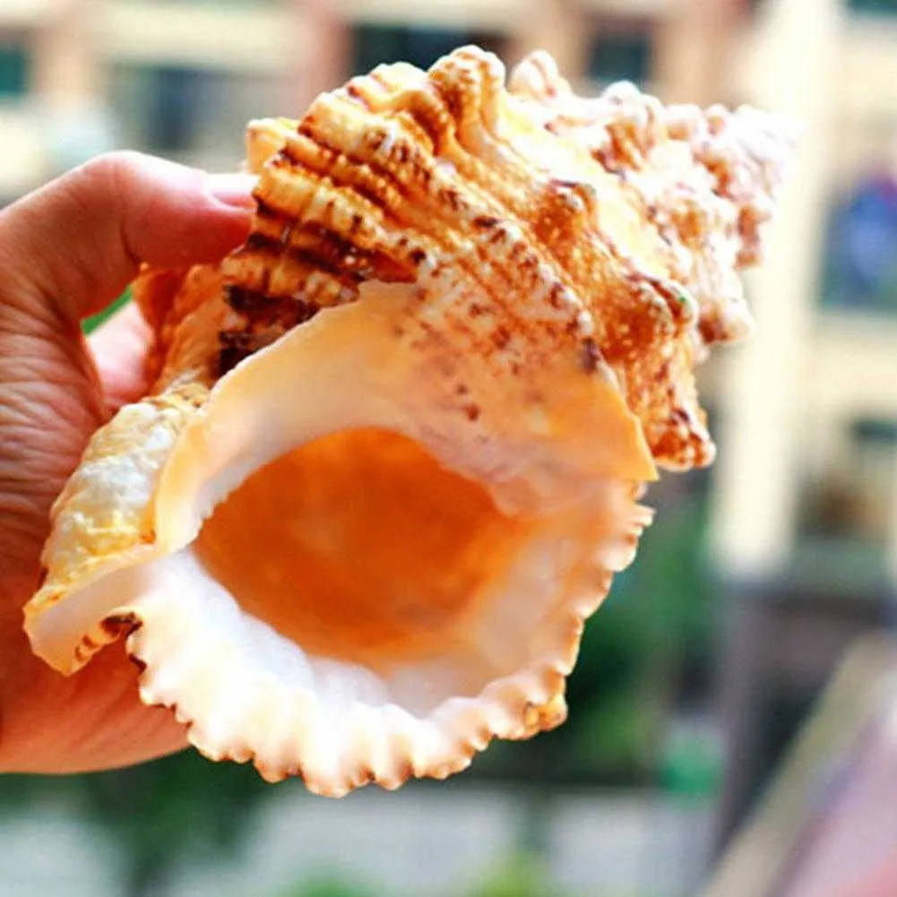 Large Natural Conch Shell for Furnishing, Marine Decoration, Wedding ...