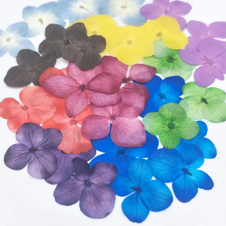 Fleurs séchées 60pcs presse séchage absorption colorant Hydrangea macrophylla plante Axonopus compressus pour bijoux étui de téléphone portable signet PostcardDIY 230714