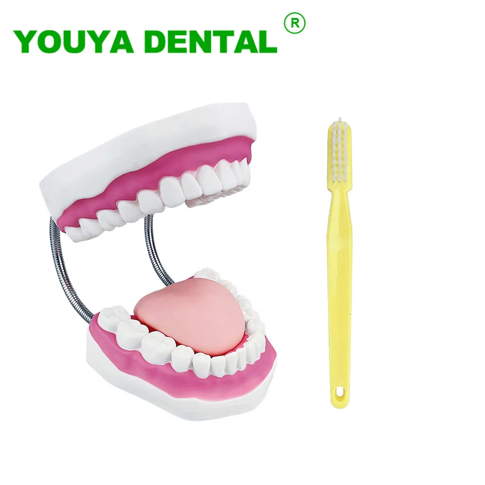 Autre outil de démonstration d'étude d'enseignement de brossage de dents de modèle dentaire d'hygiène buccale avec une grande brosse à dents 4 fois le produit de dentisterie de modèle oral normal 230715