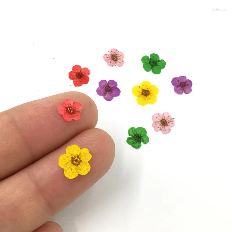 Nail Art Decorations 50Pcs 3D Dried Flowers Sticker Five Petal Flower Colorful Natural Real Dry Decal For Supplies