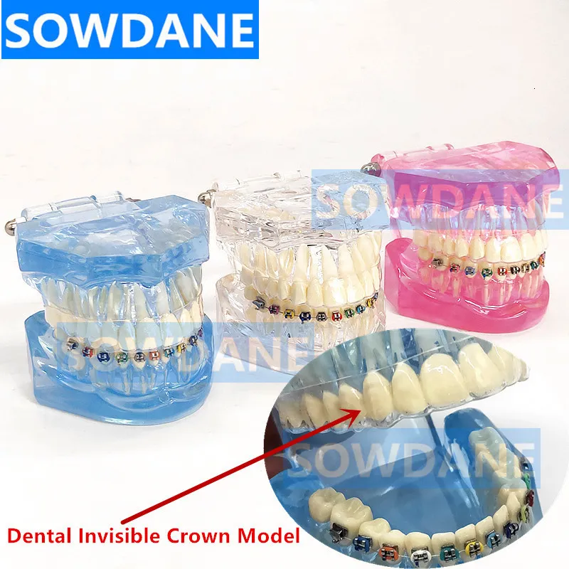 Dental Teeth Model Orthodontic Metal Bracket Tube Teach Typodont Demonstration E