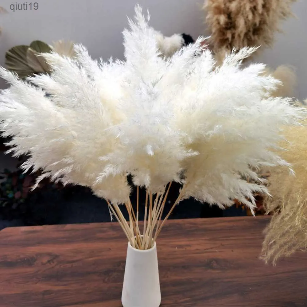 Torkade blommor 10/20 st Cream Pampas gräsdekor fluffig torkad pampas bröllop blomma gäng naturliga växter för hem alla hjärtans dag gåva R230720