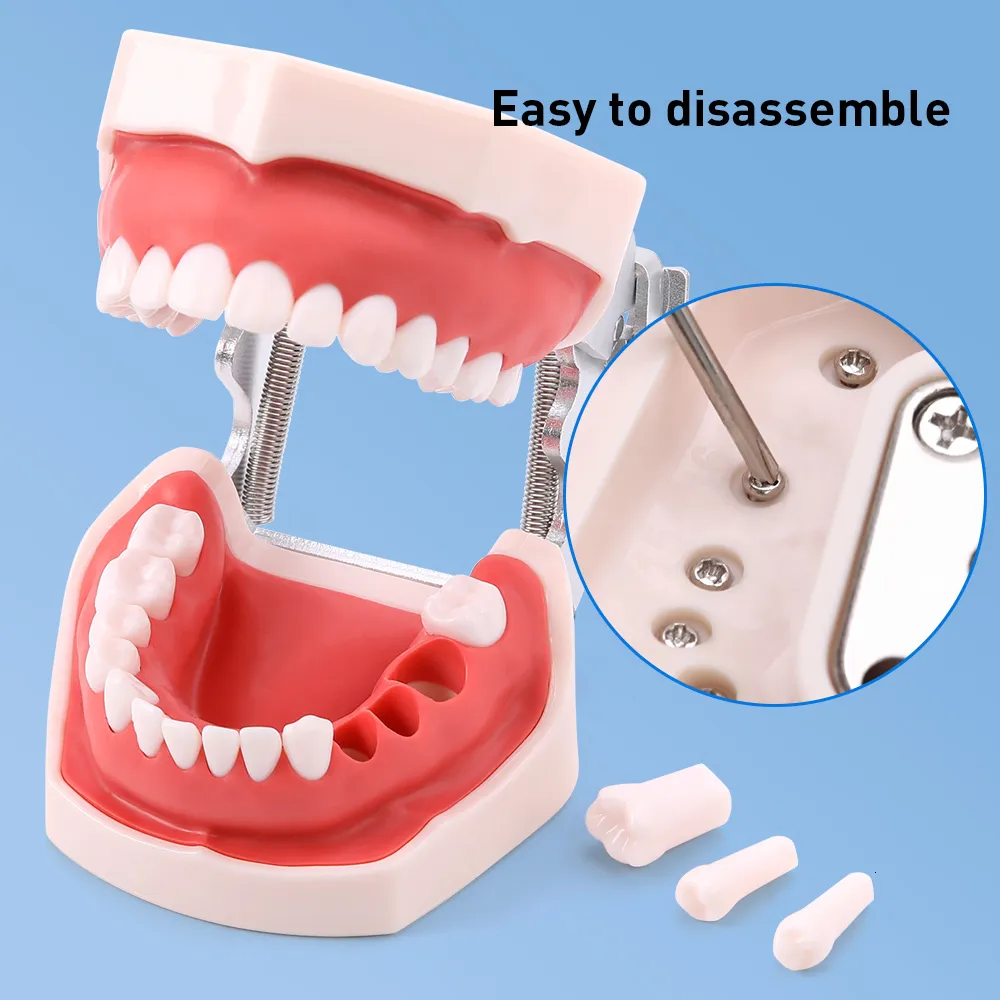 نظافة الفم الأخرى عن طريق الفم Azdent نموذج الأسنان تدريب فني الأسنان مع  معدات طب الأسنان Typodont القابلة للإزالة الأسنان 230719 من 95.09ر.س |  DHgate