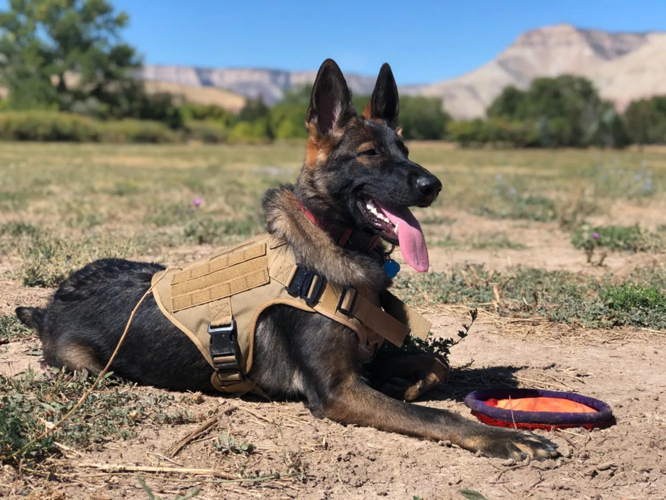 Wholesale Tactical Dog Harness Vest Leash Set For German Shepherd K9 Malinois Training Military Nylon Quick Release Padded Black Camo 2024 From Mu007 12.23 DHgate.Com