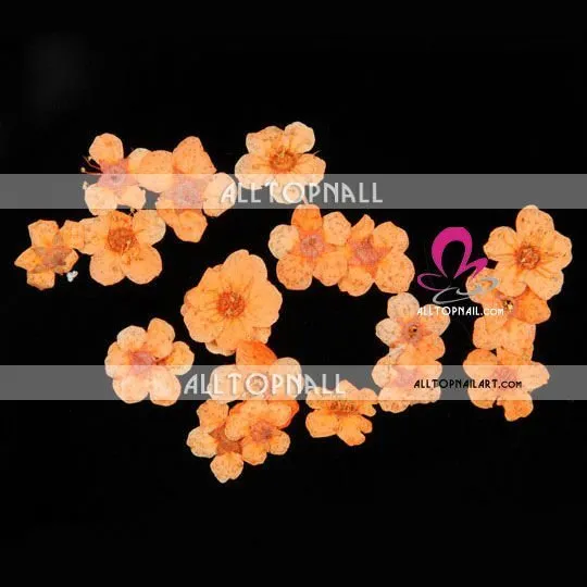 A_Grade nail art flowers orange natural dry flower