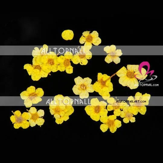 Nail Art Dried Flowers A_Grade dry nature flower yellow