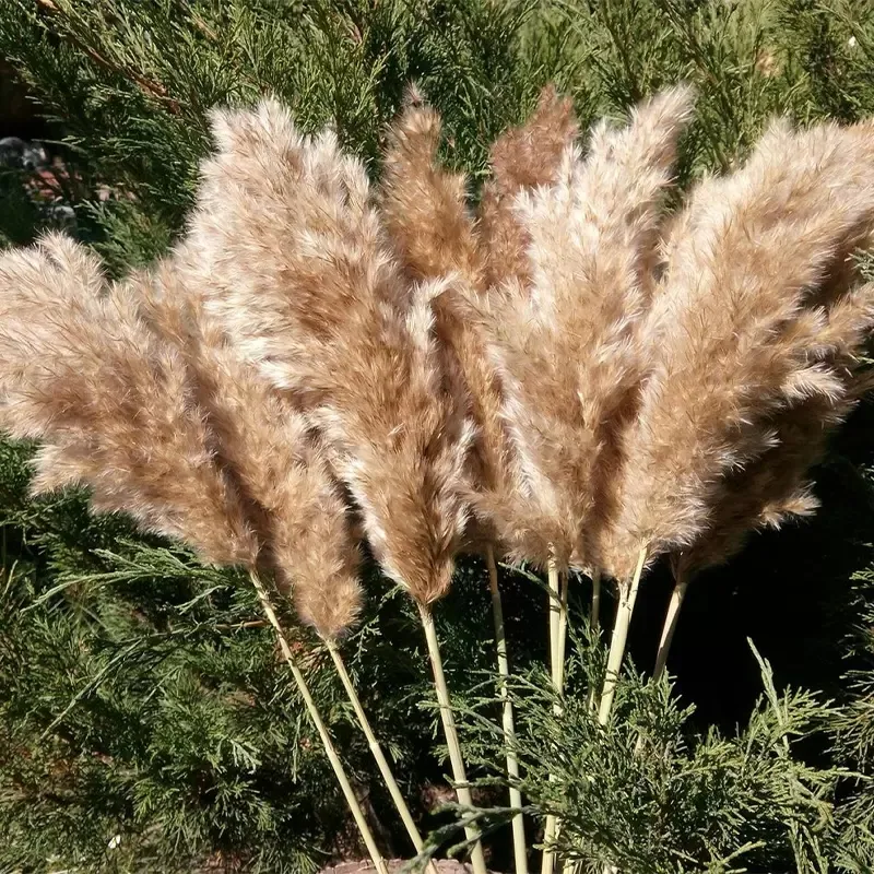 60cm Pampas Grass Bouquet Dried Flower Wedding Use Christmas Decor Artificial Flowers Fall Decoration