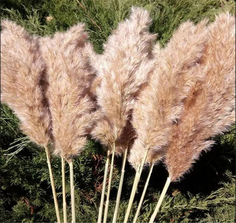 60cm Pampas Grass Bouquet Dried Flower Wholesale Wedding Use Christmas Decor Artificial Flowers Fall Decoration