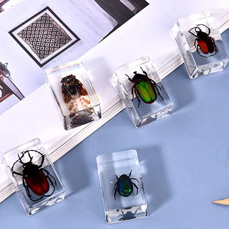 Figurines décoratives cuboïdes en résine, collection de spécimens d'insectes, enseignement de l'art, décoration de bureau, modèle tridimensionnel scellé réel