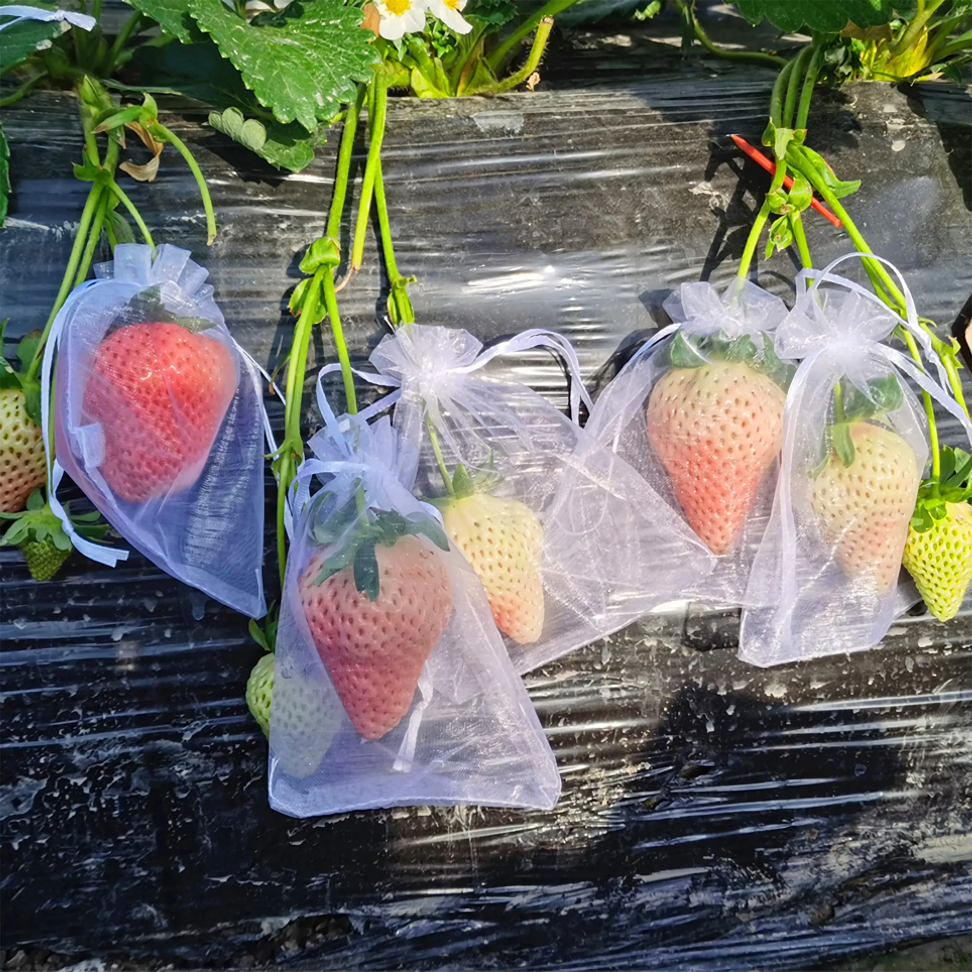 Tuinbenodigdheden 100 stks/set aardbeiendruppels fruit kweekzakken netten gaas groentebeschermingsbeveiliging zakken voor ongediertebestrijding anti-bird tuingereedschap2023