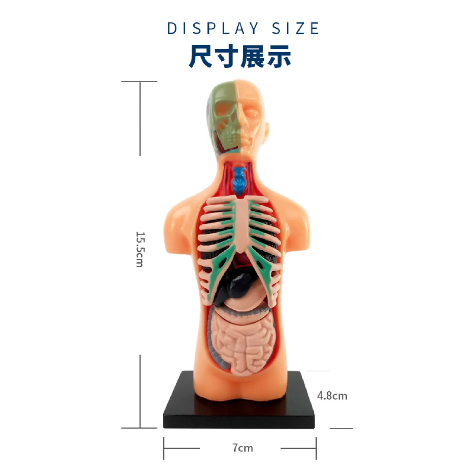 Outros brinquedos quebra-cabeças infantis brinquedos iluminação educação esqueleto humano haste órgão montagem meio corpo modelo auxiliares de ensino 231107