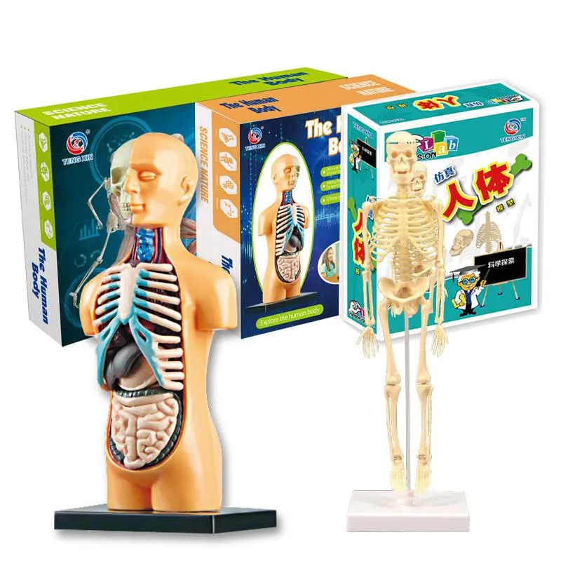 Toy skeleton with organs on sale