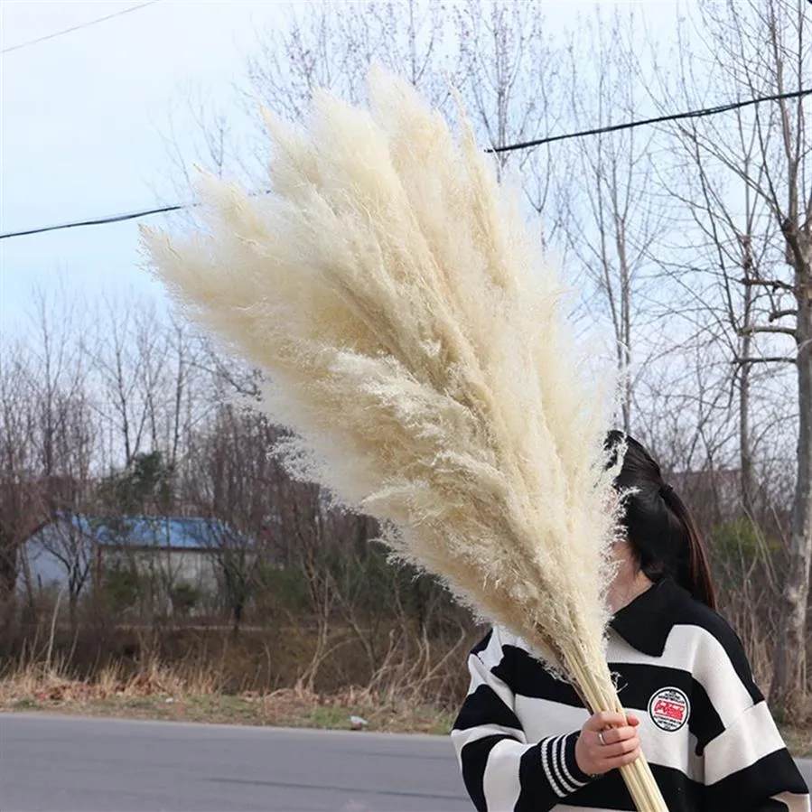 Natural Plant Pampas gräs Stor torkad blomma bröllop special fluffig fjäderblomma ceremoni dekoration dekoration snabb 212s